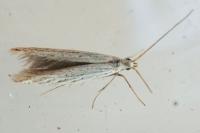 Coleophora