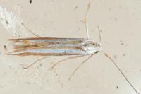 Coleophora