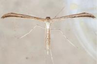 Emmelina monodactyla