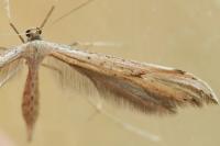 Emmelina monodactyla