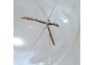 Agdistis