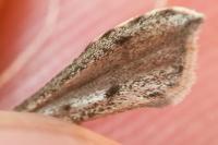 Agdistis