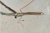 Agdistis