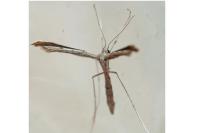 Agdistis