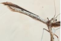 Agdistis