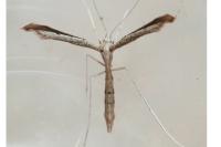 Agdistis