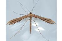 Emmelina monodactyla
