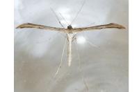 Emmelina monodactyla