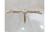 Emmelina monodactyla