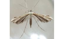 Emmelina monodactyla