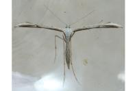Emmelina monodactyla