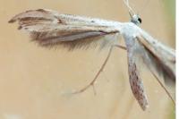 Emmelina monodactyla