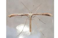 Emmelina monodactyla
