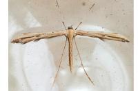 Emmelina monodactyla