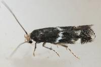Elachista