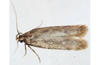 Platyedra subcinerea