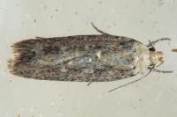 Platyedra subcinerea