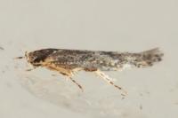Coccidiphila