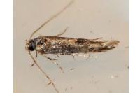 Coccidiphila