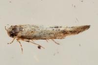 Coccidiphila