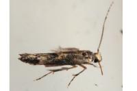Coccidiphila