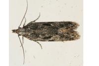 Anarsia