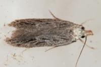 Gelechia senticetella