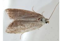 Cnephasia
