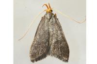 Eurodachtha pallicornella