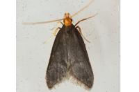 Eurodachtha pallicornella