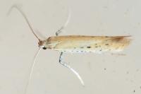 Aspilapteryx tringipennella