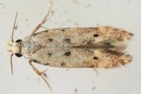 Oxypteryx nigromaculella