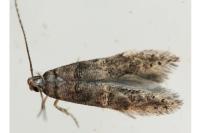 Sorhagenia