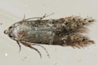 Sorhagenia