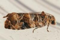 Lobesia botrana