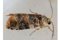 Lobesia botrana