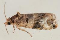 Lobesia botrana