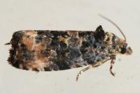 Endothenia