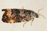 Endothenia