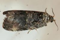 Endothenia