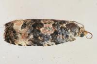 Endothenia