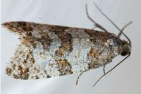 Isotrias rectifasciana