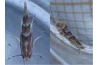 Phyllonorycter salicicolella