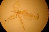 Phyllonorycter salicicolella