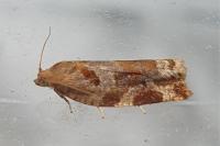 Archips xylosteana