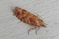 Rhyacionia pinicolana