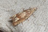Eucosma conterminana
