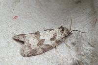 Cnephasia