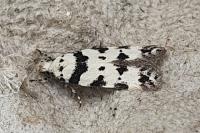 Pseudotelphusa scalella
