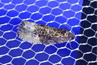 Hedya nubiferana